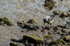 Il pasto del corvo Il pasto del corvo