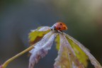 Coccinella autunnale II