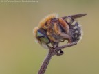 Anthidium s.p. Anthidium s.p.