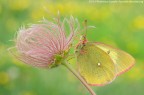 Colias Paleno Colias Paleno