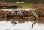 Ibis sacri e garzetta. Ibis sacri e garzetta.
