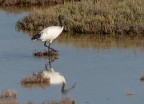 Ibis sacro Ibis sacro