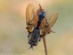 Tachimide, mosca. Tachimide, mosca.
