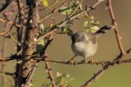 Occhiocotto (Sylvia melanocephala) Occhiocotto (Sylvia melanocephala)