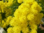 Arriva la primavera Arriva la primavera