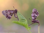 Zerynthia Zerynthia