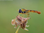 Syrphinae sp. Syrphinae sp.