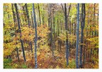 Nel bosco autunnale Nel bosco autunnale