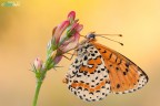 Melitaea didyma (Didima) Melitaea didyma (Didima)