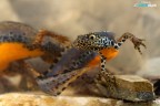 Ichthyosaura alpestris (Tritone Alpino) Ichthyosaura alpestris (Tritone Alpino)