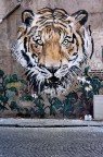 Il tigre
