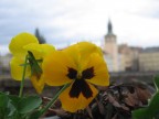La primavera di Praga La primavera di Praga