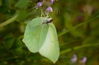 Cedronella Cedronella