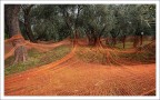 E' tempo di olio nuovo E' tempo di olio nuovo