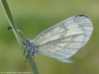 Leptidia sinapis + HD Leptidia sinapis + HD