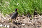 Gallinella d'acqua a passeggio sotto una forte luce Gallinella d'acqua a passeggio sotto una forte luce