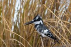 kingfisher kingfisher