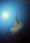 manta birostris