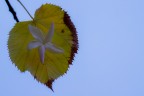 foglia in fiore foglia in fiore
