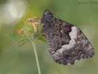 Hipparchia fagi Hipparchia fagi