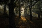 tramonto nel bosco tramonto nel bosco