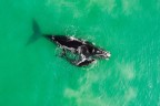 balene in sudafrica balene in sudafrica