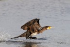 Cormorano-al-decollo_DSC08356