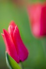tulired 1 tulired 1