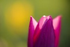 tulipurple