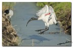 ibis ibis