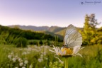 Aporia crataegi, ambientata Aporia crataegi, ambientata
