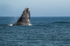 Il salto della balena Il salto della balena