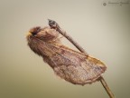 Ptilophora plumigera Ptilophora plumigera