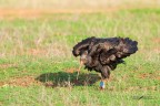 Ibis-eremita_DSC08750 Ibis-eremita_DSC08750