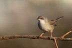 Occhiocotto (Sylvia melanocephala) Occhiocotto (Sylvia melanocephala)