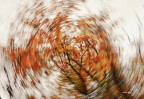 Foliage nel vortice.. Foliage nel vortice..