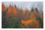 Nevica sull'autunno Nevica sull'autunno