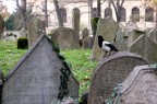 Cimitero ebraico