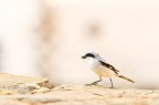 Averla maggiore (Lanius excubidor) Averla maggiore (Lanius excubidor)