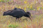 Ibis eremita Ibis eremita