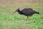 Ibis-eremita-con-lombrico_DSC09310 Ibis-eremita-con-lombrico_DSC09310