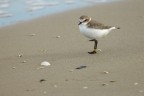 Fratino (Charadrius alexandrinus) Fratino (Charadrius alexandrinus)
