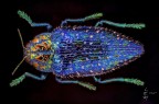 Polibothris sumptuosa gema (Klug, 1833) Polibothris sumptuosa gema (Klug, 1833)