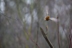 Una mattina d'inverno Una mattina d'inverno