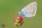 Polyommatus icarus Polyommatus icarus
