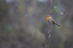 Ultimo pettirosso dell'anno Ultimo pettirosso dell'anno