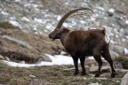 Sua maest� lo stambecco