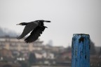 Cormorano Cormorano