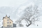L'albero e la casa L'albero e la casa