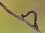 Peribatodes rhomboidaria Peribatodes rhomboidaria